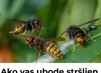 Ako vas ubode stršljen, odmah uradite ovo i možete sebi spasiti život: Mnogo ljudi ne zna za ovu stvar Ako vas ubode stršljen, odmah uradite ovo i možete sebi spasiti život: Mnogo ljudi ne zna za ovu stvar - featured image