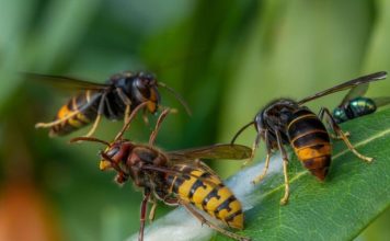Ako vas ubode stršljen, odmah uradite ovo i možete sebi spasiti život: Mnogo ljudi ne zna za ovu stvar Ako vas ubode stršljen, odmah uradite ovo i možete sebi spasiti život: Mnogo ljudi ne zna za ovu stvar - featured image