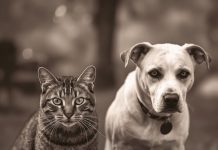 Mačke osjete kad vam dolazi bolest, a psi kad vam dolazi loša osoba: Evo kako životinje skeniraju energiju Mačke osjete kad vam dolazi bolest, a psi kad vam dolazi loša osoba: Evo kako životinje skeniraju energiju - featured image