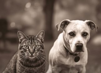 Mačke osjete kad vam dolazi bolest, a psi kad vam dolazi loša osoba: Evo kako životinje skeniraju energiju Mačke osjete kad vam dolazi bolest, a psi kad vam dolazi loša osoba: Evo kako životinje skeniraju energiju - featured image