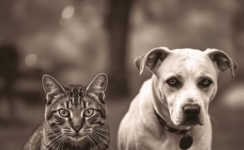 Mačke osjete kad vam dolazi bolest, a psi kad vam dolazi loša osoba: Evo kako životinje skeniraju energiju Mačke osjete kad vam dolazi bolest, a psi kad vam dolazi loša osoba: Evo kako životinje skeniraju energiju - featured image