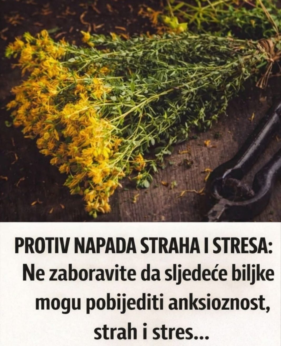 PROTIV NAPADA STRAHA I STRESA: Ne zaboravite da sljedeće biljke mogu pobijediti anksioznost, strah i stres… - featured image