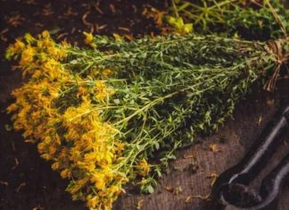 PROTIV NAPADA STRAHA I STRESA: Ne zaboravite da sljedeće biljke mogu pobijediti anksioznost, strah i stres… PROTIV NAPADA STRAHA I STRESA: Ne zaboravite da sljedeće biljke mogu pobijediti anksioznost, strah i stres… - featured image