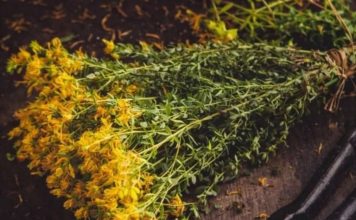 PROTIV NAPADA STRAHA I STRESA: Ne zaboravite da sljedeće biljke mogu pobijediti anksioznost, strah i stres… PROTIV NAPADA STRAHA I STRESA: Ne zaboravite da sljedeće biljke mogu pobijediti anksioznost, strah i stres… - featured image