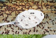 Hvala komšiji na ovom GENIJALNOM triku! Mravi nestaju iz kuće za tren – evo kako 🐜🚫 Hvala komšiji na ovom GENIJALNOM triku! Mravi nestaju iz kuće za tren – evo kako 🐜🚫 - featured image