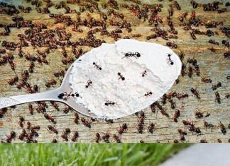 Hvala komšiji na ovom GENIJALNOM triku! Mravi nestaju iz kuće za tren – evo kako 🐜🚫 Hvala komšiji na ovom GENIJALNOM triku! Mravi nestaju iz kuće za tren – evo kako 🐜🚫 - featured image