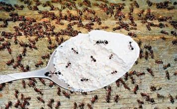 Hvala komšiji na ovom GENIJALNOM triku! Mravi nestaju iz kuće za tren – evo kako 🐜🚫 Hvala komšiji na ovom GENIJALNOM triku! Mravi nestaju iz kuće za tren – evo kako 🐜🚫 - featured image