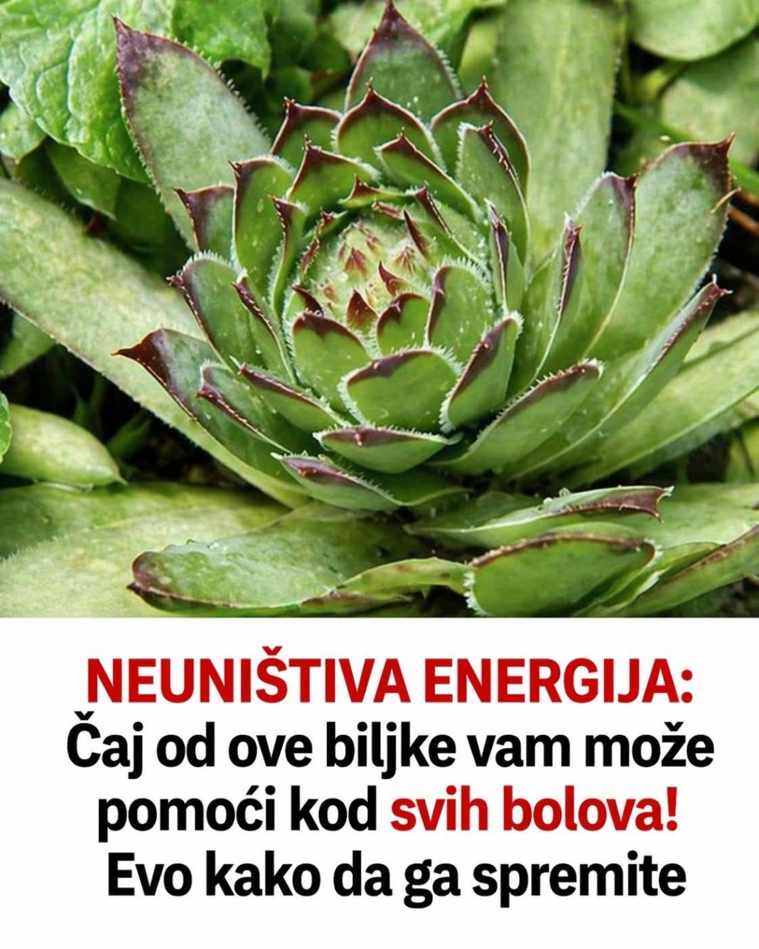 NEUNIŠTIVA ENERGIJA: Čaj od ove biljke vam može pomoći kod svih bolova! Evo kako da ga spremite - featured image