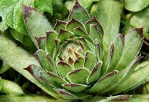 NEUNIŠTIVA ENERGIJA: Čaj od ove biljke vam može pomoći kod svih bolova! Evo kako da ga spremite NEUNIŠTIVA ENERGIJA: Čaj od ove biljke vam može pomoći kod svih bolova! Evo kako da ga spremite - featured image