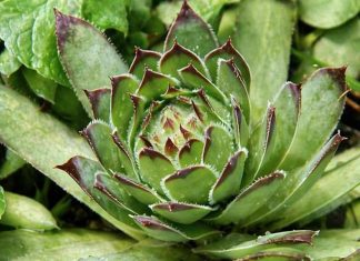 NEUNIŠTIVA ENERGIJA: Čaj od ove biljke vam može pomoći kod svih bolova! Evo kako da ga spremite NEUNIŠTIVA ENERGIJA: Čaj od ove biljke vam može pomoći kod svih bolova! Evo kako da ga spremite - featured image