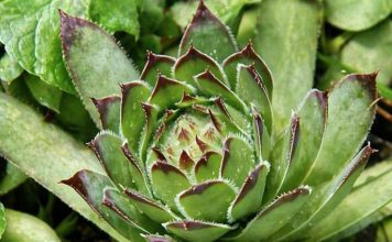 NEUNIŠTIVA ENERGIJA: Čaj od ove biljke vam može pomoći kod svih bolova! Evo kako da ga spremite NEUNIŠTIVA ENERGIJA: Čaj od ove biljke vam može pomoći kod svih bolova! Evo kako da ga spremite - featured image