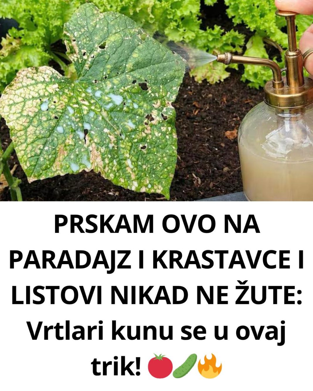 PRSKAM OVO NA PARADAJZ I KRASTAVCE I LISTOVI NIKAD NE ŽUTE: Vrtlari kunu se u ovaj trik! 🍅🥒🔥 - featured image