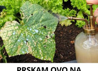 PRSKAM OVO NA PARADAJZ I KRASTAVCE I LISTOVI NIKAD NE ŽUTE: Vrtlari kunu se u ovaj trik! 🍅🥒🔥 PRSKAM OVO NA PARADAJZ I KRASTAVCE I LISTOVI NIKAD NE ŽUTE: Vrtlari kunu se u ovaj trik! 🍅🥒🔥 - featured image