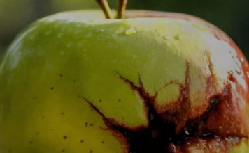 Kako prepoznati “pokvarenu” osobu: 10 znakova koje ne možete ignorirati Kako prepoznati “pokvarenu” osobu: 10 znakova koje ne možete ignorirati - featured image