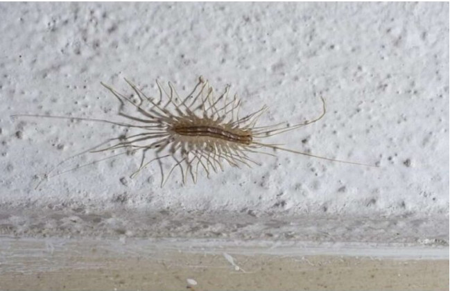 VEĆ SU SVUDA! AKO VIDITE 0VU BUBU NA ZIDU, NI SLUČAJN0 JE NE UBIJAJTE: Jezive su, ali ukazuju na jedan veliki problem koji imate u kući - featured image