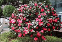 Samo 1 žlica u vodu i sve biljke rastu dvostruko brže Samo 1 žlica u vodu i sve biljke rastu dvostruko brže - featured image