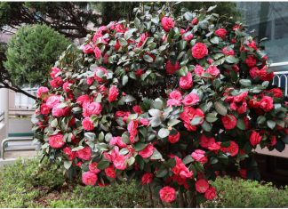 Samo 1 žlica u vodu i sve biljke rastu dvostruko brže Samo 1 žlica u vodu i sve biljke rastu dvostruko brže - featured image