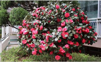 Samo 1 žlica u vodu i sve biljke rastu dvostruko brže Samo 1 žlica u vodu i sve biljke rastu dvostruko brže - featured image