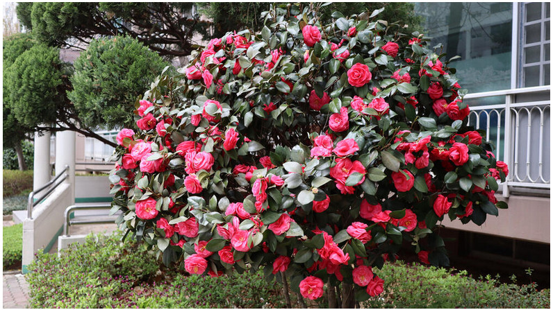 Samo 1 žlica u vodu i sve biljke rastu dvostruko brže - featured image