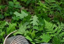 Jutros sam zalijevala cvijeće u dvorištu kada sam odjednom primijetila kraj ograde dva čudna čahurasta oblika prekrivena debelim ljuskama… i čak mi se učinilo da se nešto unutra lagano miče… Kad sam to otkrila, doživjela sam pravi šok… 😱😱 Jutros sam zalijevala cvijeće u dvorištu kada sam odjednom primijetila kraj ograde dva čudna čahurasta oblika prekrivena debelim ljuskama… i čak mi se učinilo da se nešto unutra lagano miče… Kad sam to otkrila, doživjela sam pravi šok… 😱😱 - featured image