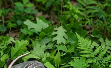 Jutros sam zalijevala cvijeće u dvorištu kada sam odjednom primijetila kraj ograde dva čudna čahurasta oblika prekrivena debelim ljuskama… i čak mi se učinilo da se nešto unutra lagano miče… Kad sam to otkrila, doživjela sam pravi šok… 😱😱 Jutros sam zalijevala cvijeće u dvorištu kada sam odjednom primijetila kraj ograde dva čudna čahurasta oblika prekrivena debelim ljuskama… i čak mi se učinilo da se nešto unutra lagano miče… Kad sam to otkrila, doživjela sam pravi šok… 😱😱 - featured image