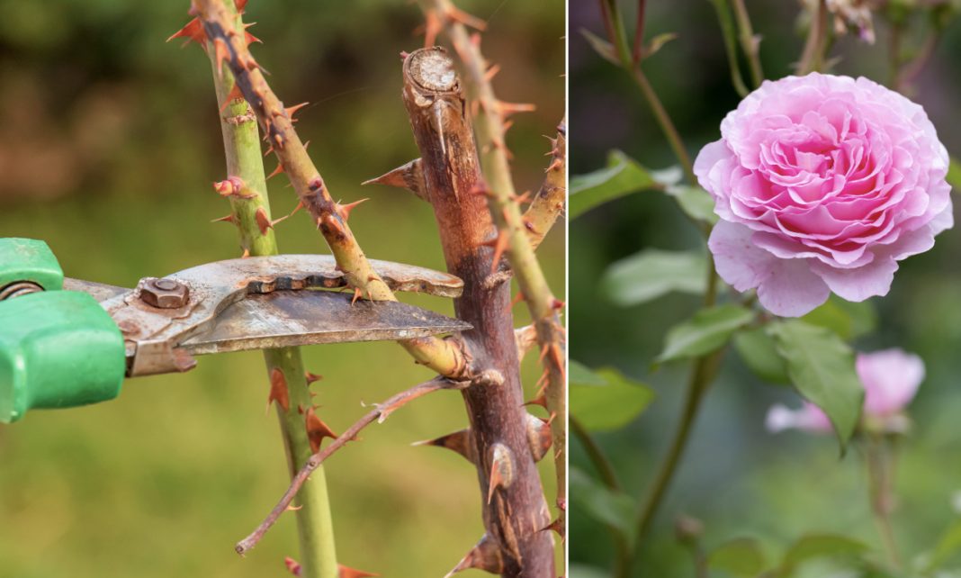 Evo kako siječete ruže u proljeće: Morat ćete OVO uraditi u proljeće, procvjetaće kao nikada prije! - featured image