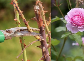 Evo kako siječete ruže u proljeće: Morat ćete OVO uraditi u proljeće, procvjetaće kao nikada prije! Evo kako siječete ruže u proljeće: Morat ćete OVO uraditi u proljeće, procvjetaće kao nikada prije! - featured image