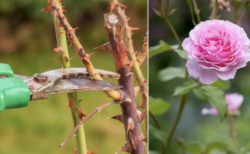 Evo kako siječete ruže u proljeće: Morat ćete OVO uraditi u proljeće, procvjetaće kao nikada prije! Evo kako siječete ruže u proljeće: Morat ćete OVO uraditi u proljeće, procvjetaće kao nikada prije! - featured image