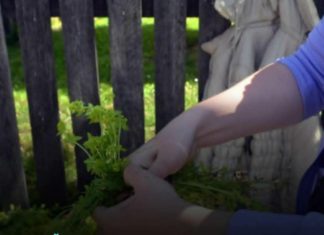 Prije 6. maja obavezno unesite ovu biljku u kuću: Tjera baksuz i privlači sreću Prije 6. maja obavezno unesite ovu biljku u kuću: Tjera baksuz i privlači sreću - featured image