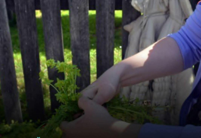 Prije 6. maja obavezno unesite ovu biljku u kuću: Tjera baksuz i privlači sreću - featured image