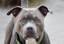 Nije slučajno: Šta vam pas želi poručiti kada vam stavi glavu u krilo? Nije slučajno: Šta vam pas želi poručiti kada vam stavi glavu u krilo? - featured image