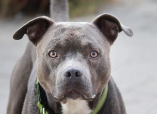 Nije slučajno: Šta vam pas želi poručiti kada vam stavi glavu u krilo? Nije slučajno: Šta vam pas želi poručiti kada vam stavi glavu u krilo? - featured image