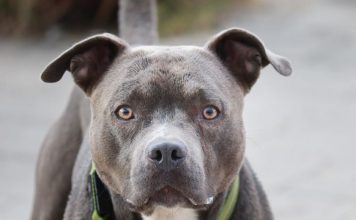 Nije slučajno: Šta vam pas želi poručiti kada vam stavi glavu u krilo? Nije slučajno: Šta vam pas želi poručiti kada vam stavi glavu u krilo? - featured image