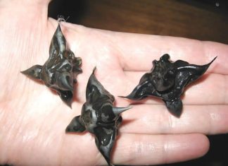 Strani susjedi su mi dali ovo i poželjeli mi „prijatno“, ali bilo je nešto tvrdo i uopće nije ličilo na hranu, više kao jaje. Strani susjedi su mi dali ovo i poželjeli mi „prijatno“, ali bilo je nešto tvrdo i uopće nije ličilo na hranu, više kao jaje. - featured image