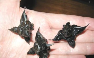 Strani susjedi su mi dali ovo i poželjeli mi „prijatno“, ali bilo je nešto tvrdo i uopće nije ličilo na hranu, više kao jaje. Strani susjedi su mi dali ovo i poželjeli mi „prijatno“, ali bilo je nešto tvrdo i uopće nije ličilo na hranu, više kao jaje. - featured image