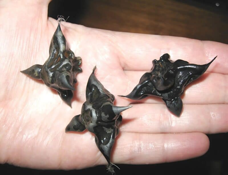 Strani susjedi su mi dali ovo i poželjeli mi „prijatno“, ali bilo je nešto tvrdo i uopće nije ličilo na hranu, više kao jaje. - featured image Strani susjedi su mi dali ovo i poželjeli mi „prijatno“, ali bilo je nešto tvrdo i uopće nije ličilo na hranu, više kao jaje. - featured image