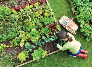 7 vrsta povrća koje gotovo nikada ne treba đubriti: Rastu uz vodu, sunce i malo brige 🌱 7 vrsta povrća koje gotovo nikada ne treba đubriti: Rastu uz vodu, sunce i malo brige 🌱 - featured image