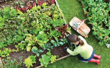 7 vrsta povrća koje gotovo nikada ne treba đubriti: Rastu uz vodu, sunce i malo brige 🌱 7 vrsta povrća koje gotovo nikada ne treba đubriti: Rastu uz vodu, sunce i malo brige 🌱 - featured image