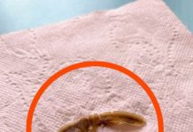 Neobičan predmet u kući: šta može biti i kada treba da se zabrinete Neobičan predmet u kući: šta može biti i kada treba da se zabrinete - featured image