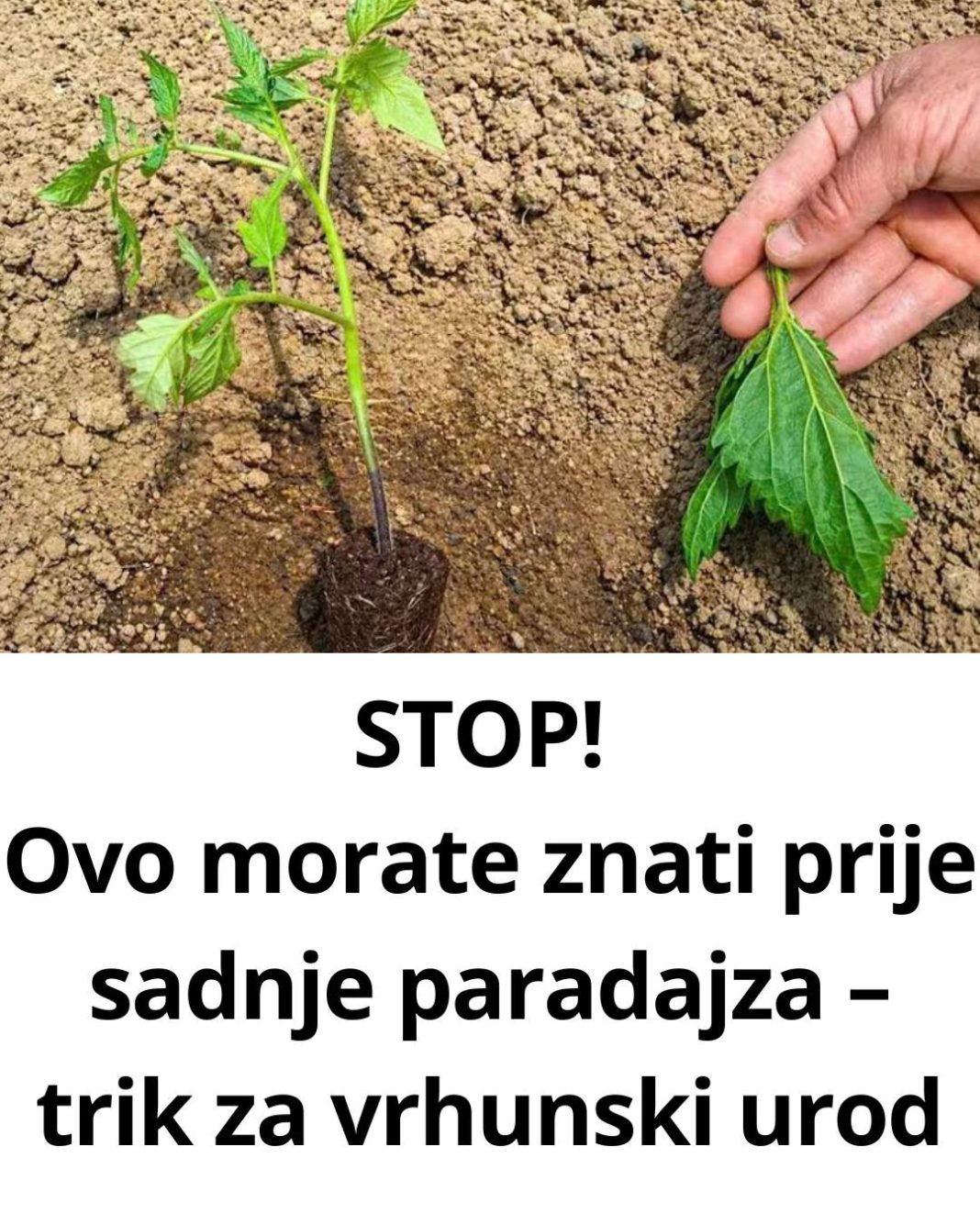 VRTNI HIT: Ne sadite paradajz dok ne otkrijete ovaj tajni trik! - featured image