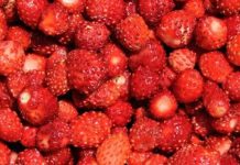 Kako pravilno oprati jagode: Jednostavan trik uklanja prljavštinu i pesticide za nekoliko minuta Kako pravilno oprati jagode: Jednostavan trik uklanja prljavštinu i pesticide za nekoliko minuta - featured image