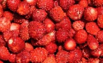 Kako pravilno oprati jagode: Jednostavan trik uklanja prljavštinu i pesticide za nekoliko minuta Kako pravilno oprati jagode: Jednostavan trik uklanja prljavštinu i pesticide za nekoliko minuta - featured image