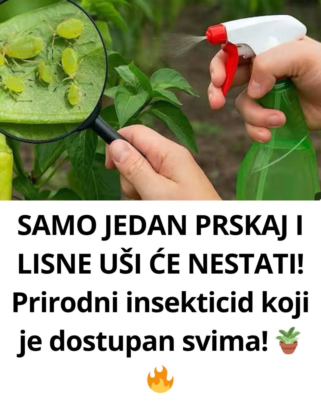 SAMO JEDAN PRSKAJ I LISNE UŠI ĆE NESTATI! Prirodni insekticid koji je dostupan svima! 🪴🔥 - featured image
