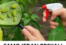 SAMO JEDAN PRSKAJ I LISNE UŠI ĆE NESTATI! Prirodni insekticid koji je dostupan svima! 🪴🔥 SAMO JEDAN PRSKAJ I LISNE UŠI ĆE NESTATI! Prirodni insekticid koji je dostupan svima! 🪴🔥 - featured image
