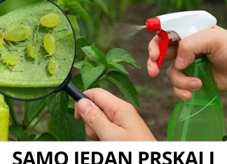 SAMO JEDAN PRSKAJ I LISNE UŠI ĆE NESTATI! Prirodni insekticid koji je dostupan svima! 🪴🔥 SAMO JEDAN PRSKAJ I LISNE UŠI ĆE NESTATI! Prirodni insekticid koji je dostupan svima! 🪴🔥 - featured image