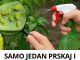 SAMO JEDAN PRSKAJ I LISNE UŠI ĆE NESTATI! Prirodni insekticid koji je dostupan svima! 🪴🔥 SAMO JEDAN PRSKAJ I LISNE UŠI ĆE NESTATI! Prirodni insekticid koji je dostupan svima! 🪴🔥 - featured image