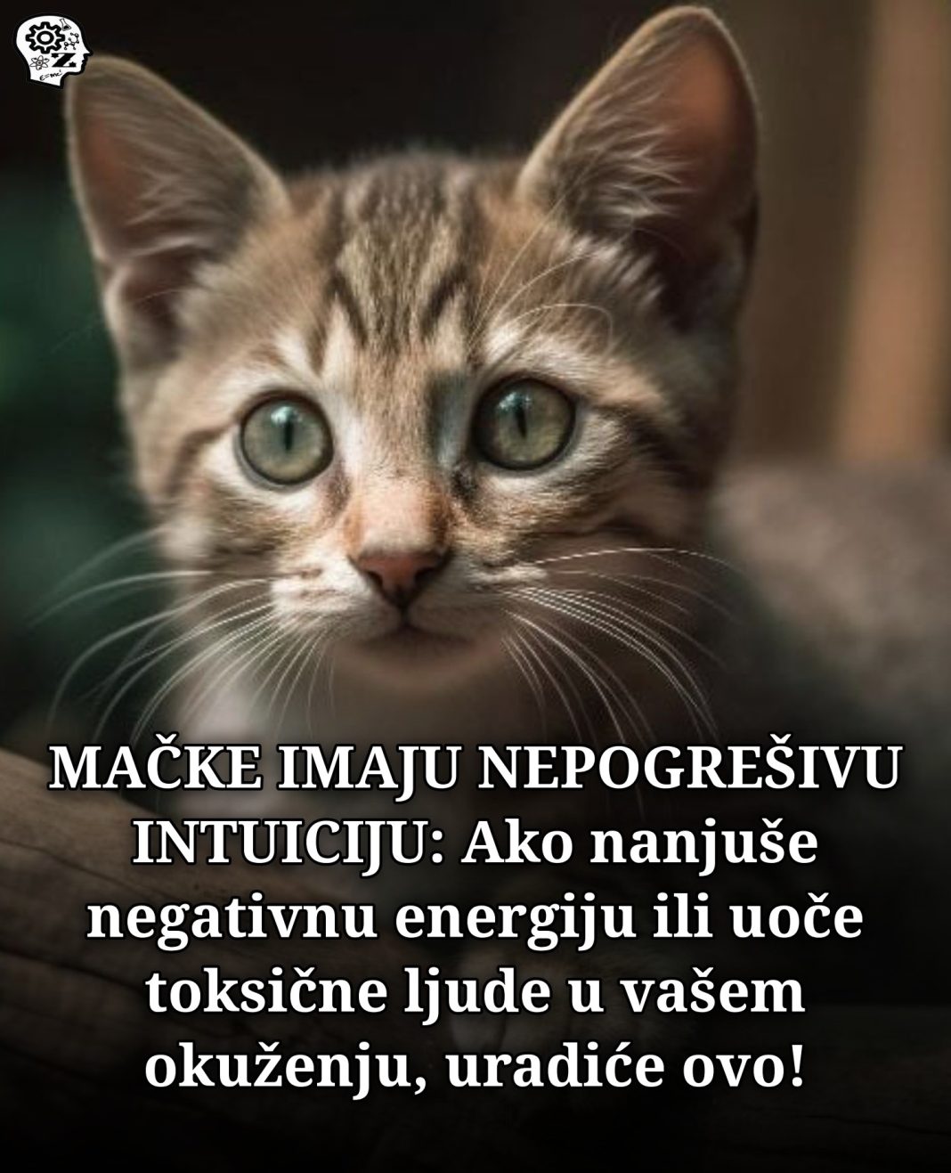 MAČKE IMAJU NEPOGREŠIVU INTUICIJI: Ako nanjuše negativnu energiju ili uoče toksične ljude u vašem okuženju, uradiće ovo! - featured image MAČKE IMAJU NEPOGREŠIVU INTUICIJI: Ako nanjuše negativnu energiju ili uoče toksične ljude u vašem okuženju, uradiće ovo! - featured image