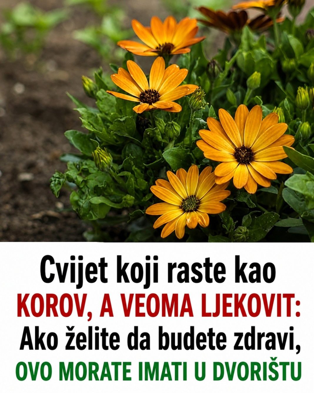 Cvijet koji raste kao korov, a veoma ljekovit: Ako želite da budete zdravi, ovo morate imati u dvorištu - featured image