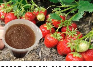 Samo 100 ML na jagode I rod se duplira: ovaj trik vrtlari kriju, a rezultat će vas oduševiti! Samo 100 ML na jagode I rod se duplira: ovaj trik vrtlari kriju, a rezultat će vas oduševiti! - featured image