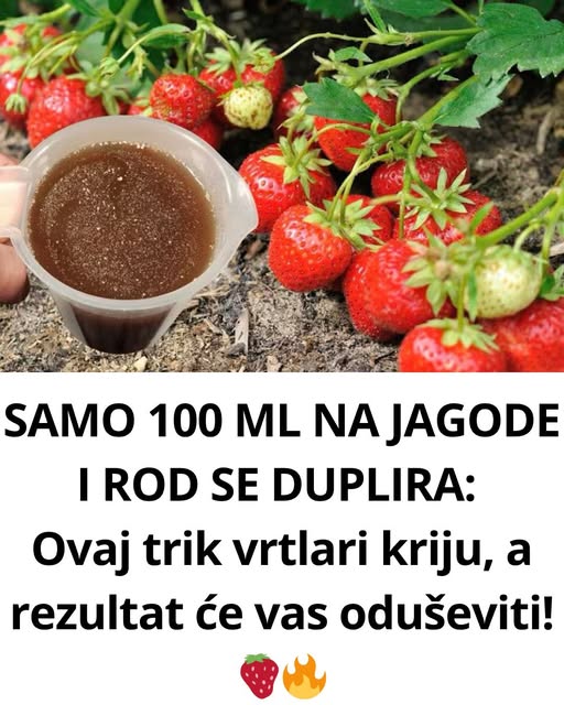 Samo 100 ML na jagode I rod se duplira: ovaj trik vrtlari kriju, a rezultat će vas oduševiti! - featured image